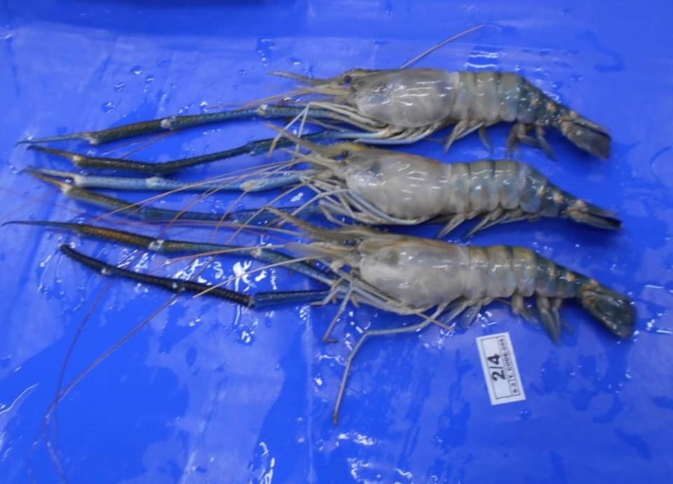 Freshwater HO with Claw